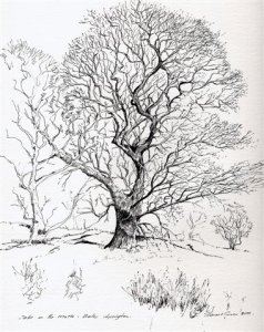 Concilio della Quercia