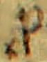 brev_pro2.png