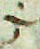 log_est.png