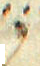 punct_comma_diaeresis.png